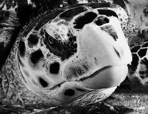 This Hawksbill Turtle was a bit lazy as I swam up to him ... by Steven Anderson 